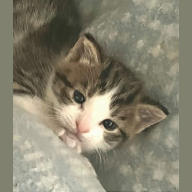 Photo of 🐾 Phoenix 🐾