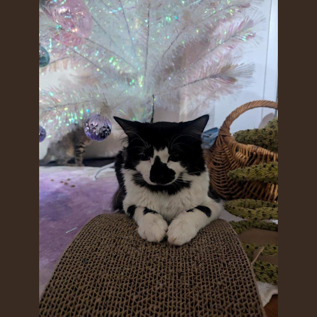 Photo of Junior