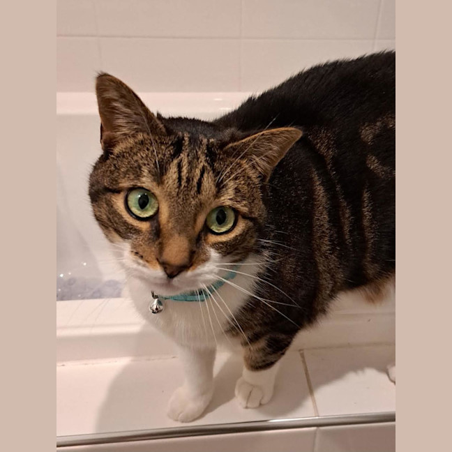 Photo of Poppet