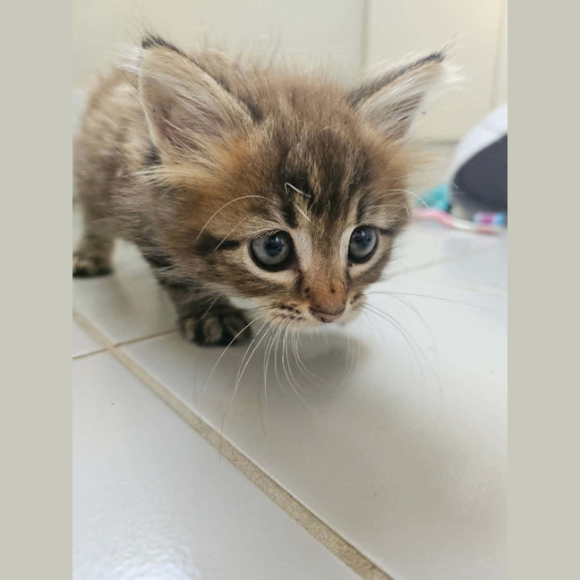 Photo of Rosa (Maisy)