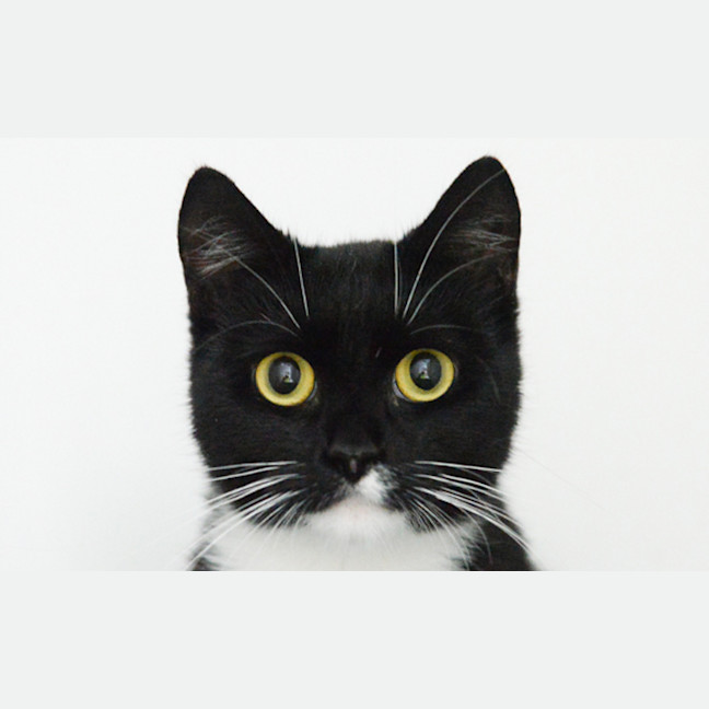 Photo of Momo