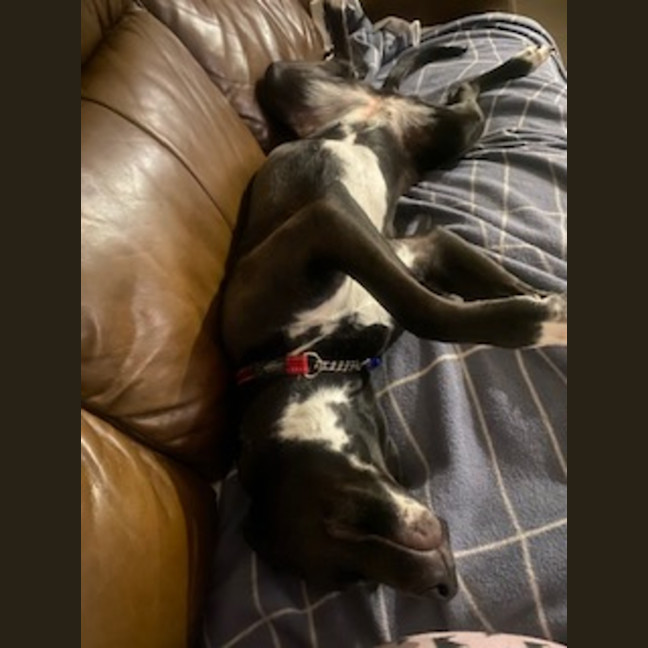 Photo of Zala   1 Year Old Border Collie X Kelpie