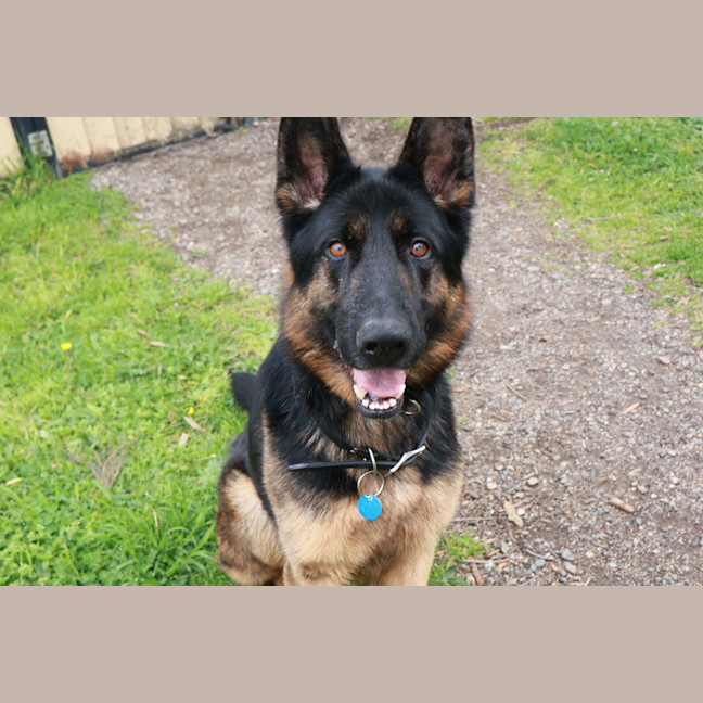 Photo of Rex