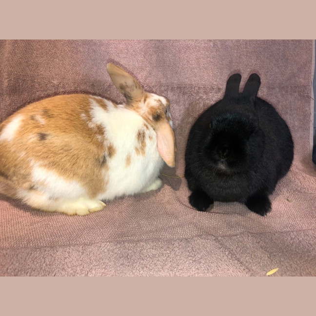 Photo of Alfie & Honey