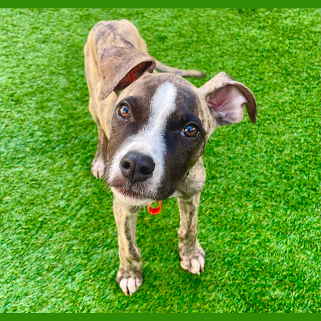 Photo of Adorable Pj