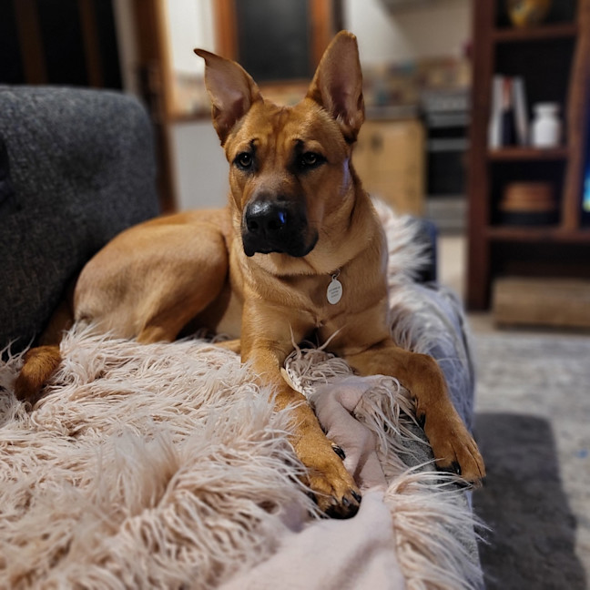 Photo of Gracie