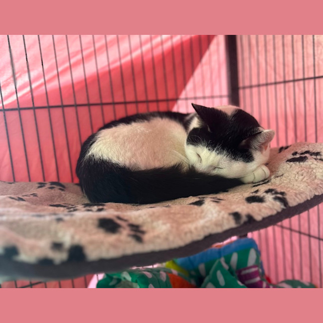Photo of Thor