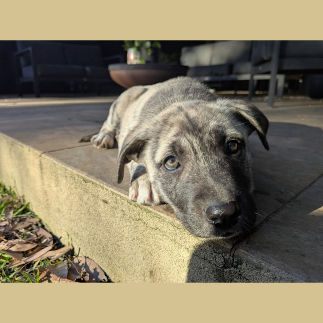 Photo of Dahlia