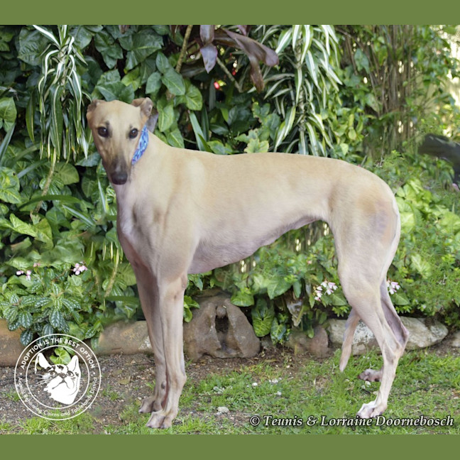 Photo of Luna    Racing Name Luna Starline