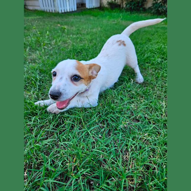 Photo of Sassi   10 Week Old Jack Russell X Fox Terrier