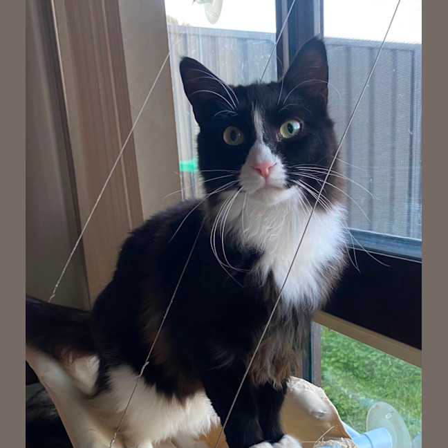 Photo of Whiskers 