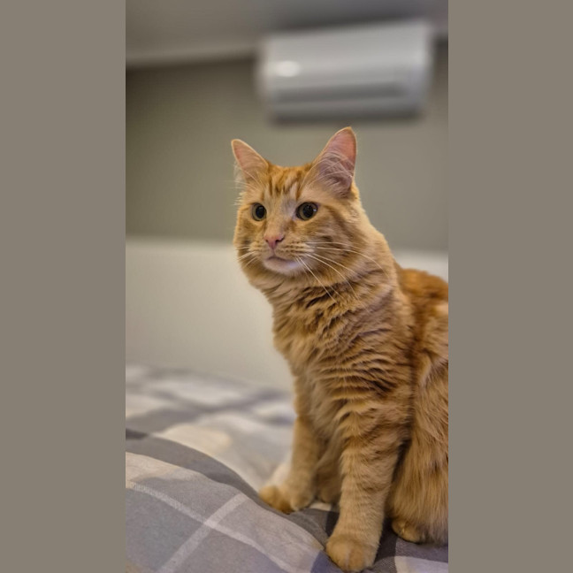 Photo of Fanta And Coke 