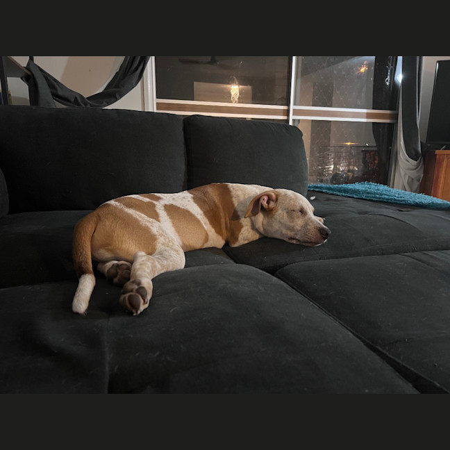 Photo of Charlie (P11)