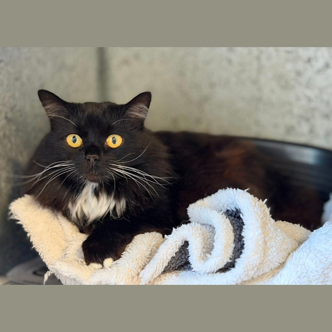 Photo of Kitty 