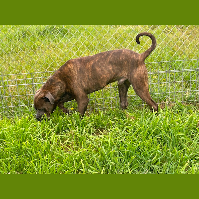 Photo of Bruno