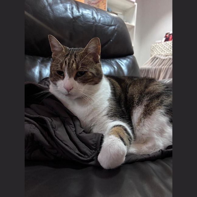 Photo of Terry The Tabby