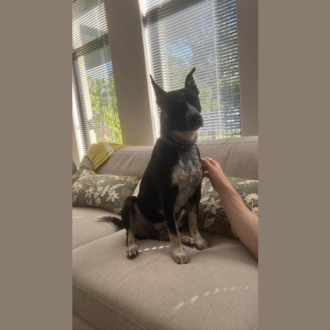 Photo of Oreo