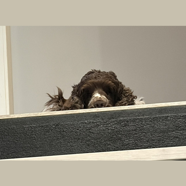 Photo of Gennie