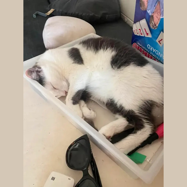 Photo of Pearl
