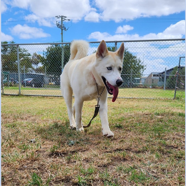 Photo of Simba (62398)