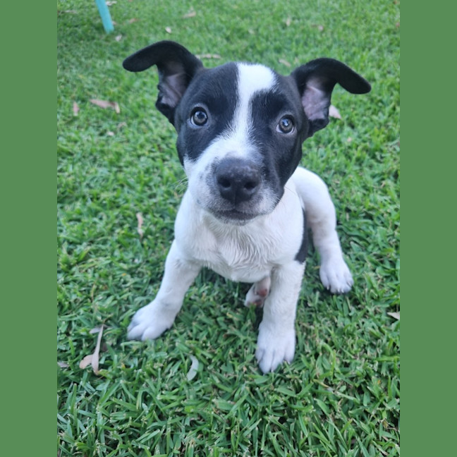 Photo of Comet
