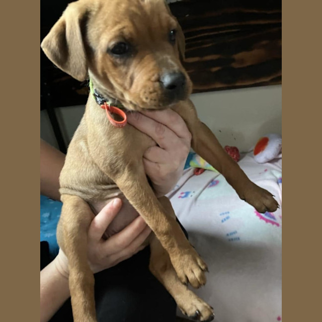 Photo of Puppies 💜