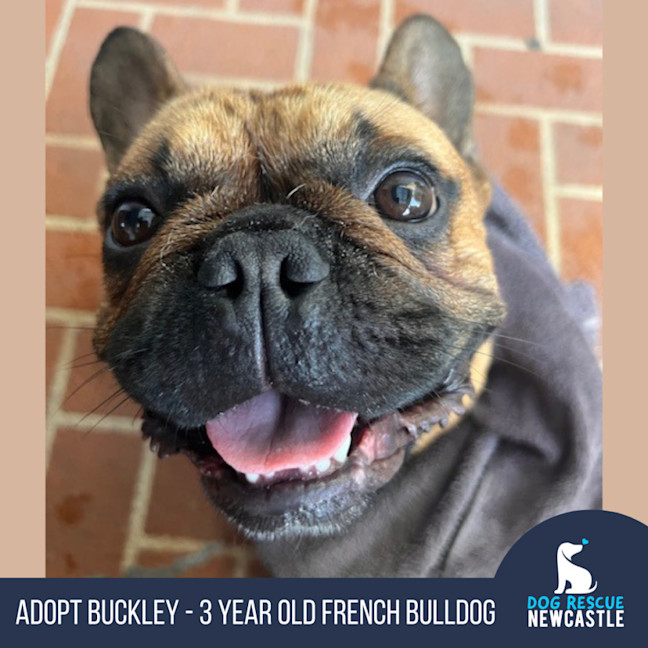 Photo of Buckley   3 Year Old French Bulldog