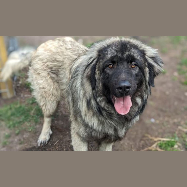 Photo of Hank