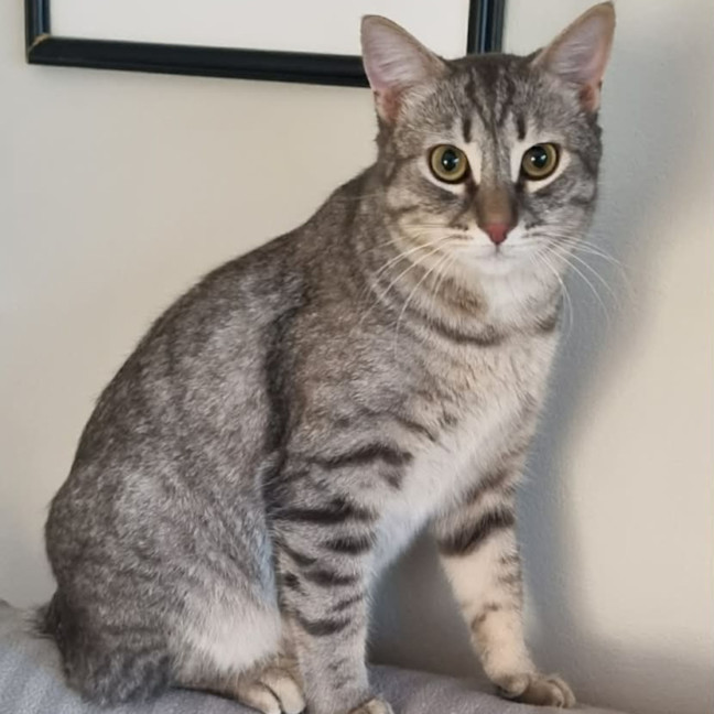Photo of Loki