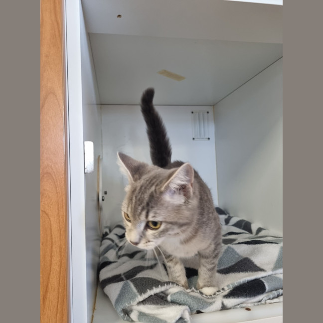 Photo of Gidget