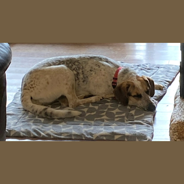 Photo of Amber