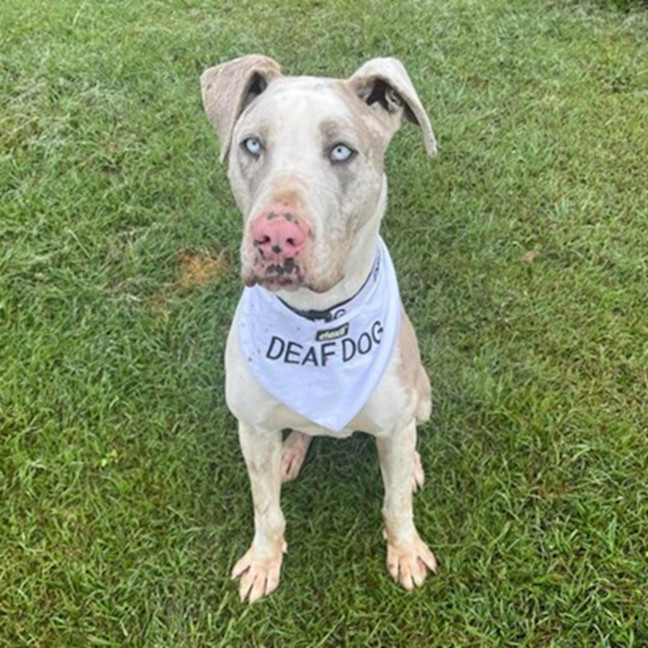 Photo of Napoleon *$250 Adoption Fee*