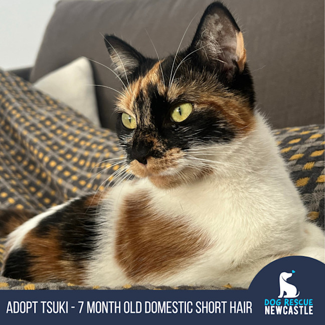 Photo of Tsuki   7 Month Old Domestic Short Hair