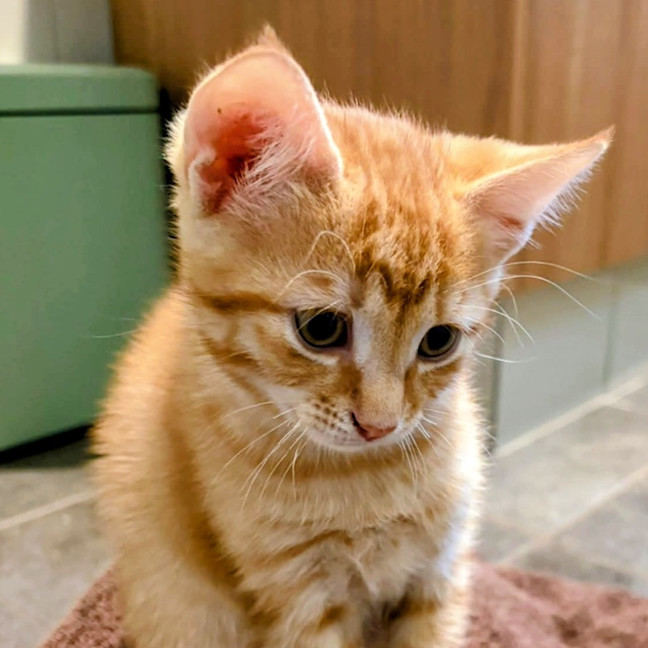 Photo of Salami