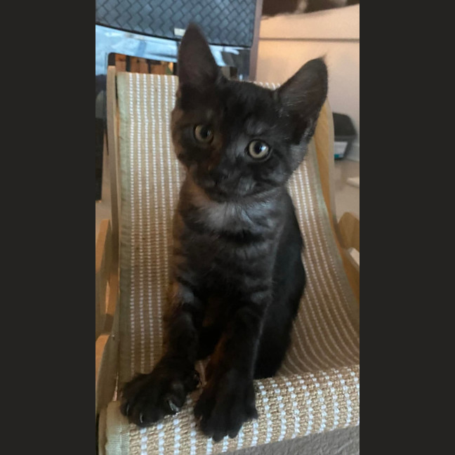Photo of Ringo 