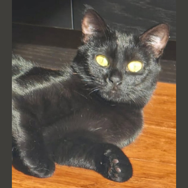 Photo of Birdie