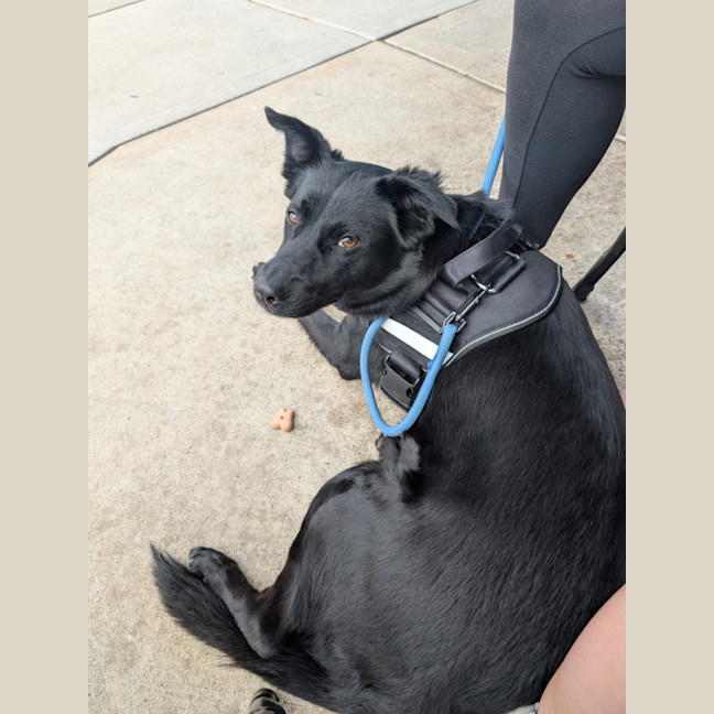 Photo of Zara   2 Year Old Border Collie X Kelpie