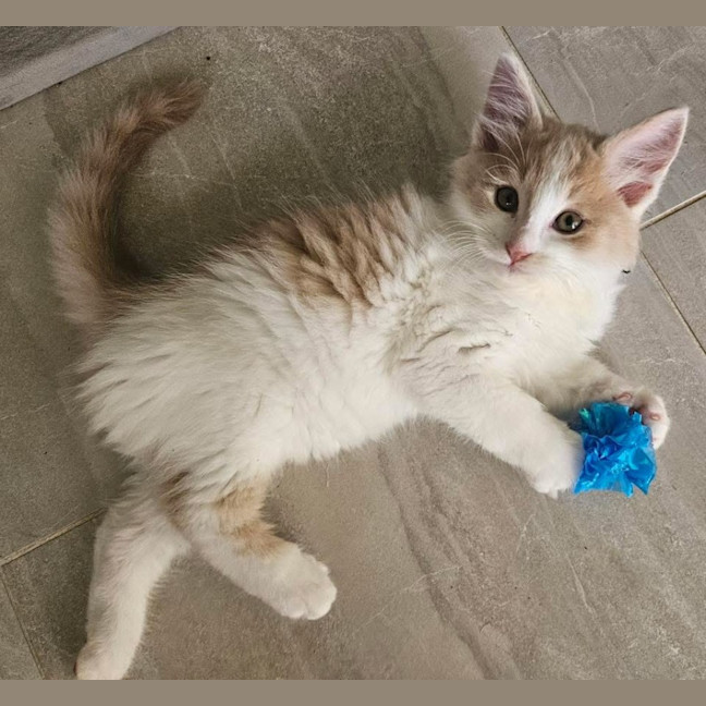 Photo of 12579   Ramsey