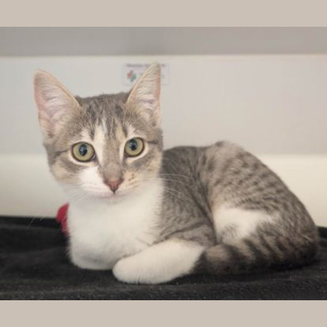 Photo of Blossom