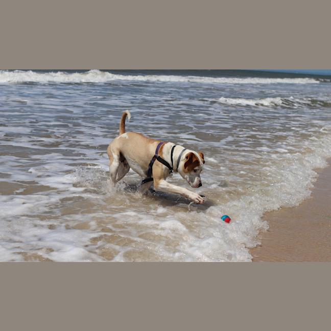 Photo of Digger