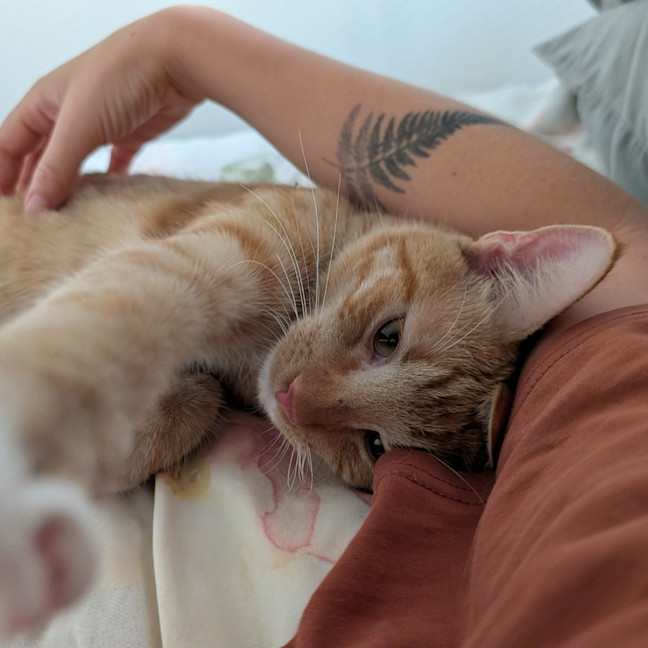 Photo of Griffin