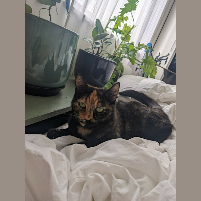 Photo of Nivvy   In Foster In Coburg