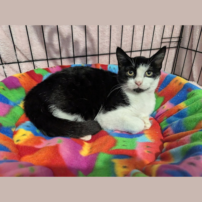 Photo of Pickle
