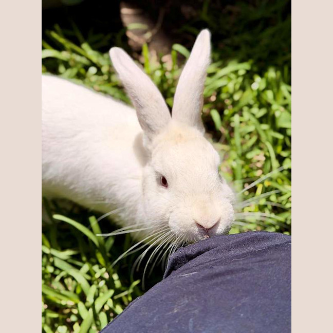 Photo of Kiwi