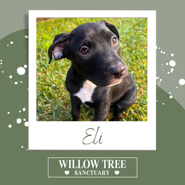 Photo of Eli