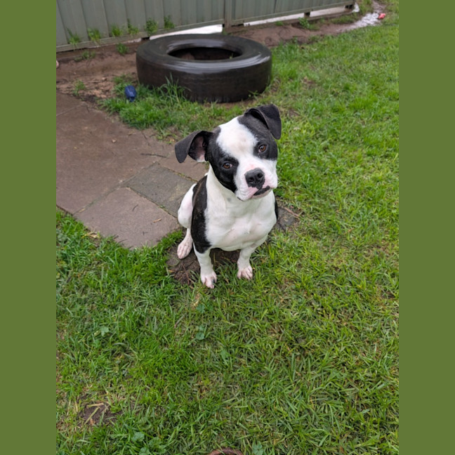 Photo of Bubba