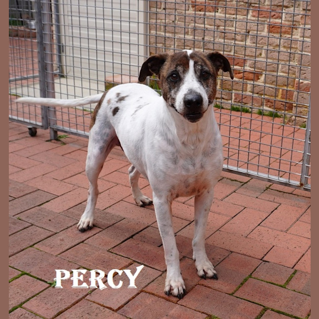 Photo of Percy