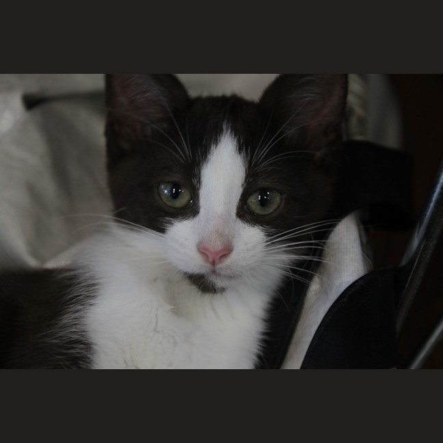 Photo of Moxie
