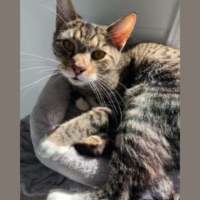 Photo of Tommy