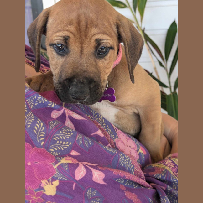 Photo of Sadie